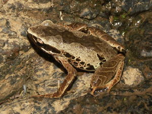 Cardioglossa leucomystax
