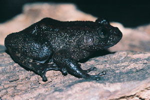 Nyctibatrachus