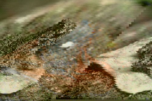 Hochstetter’s frog